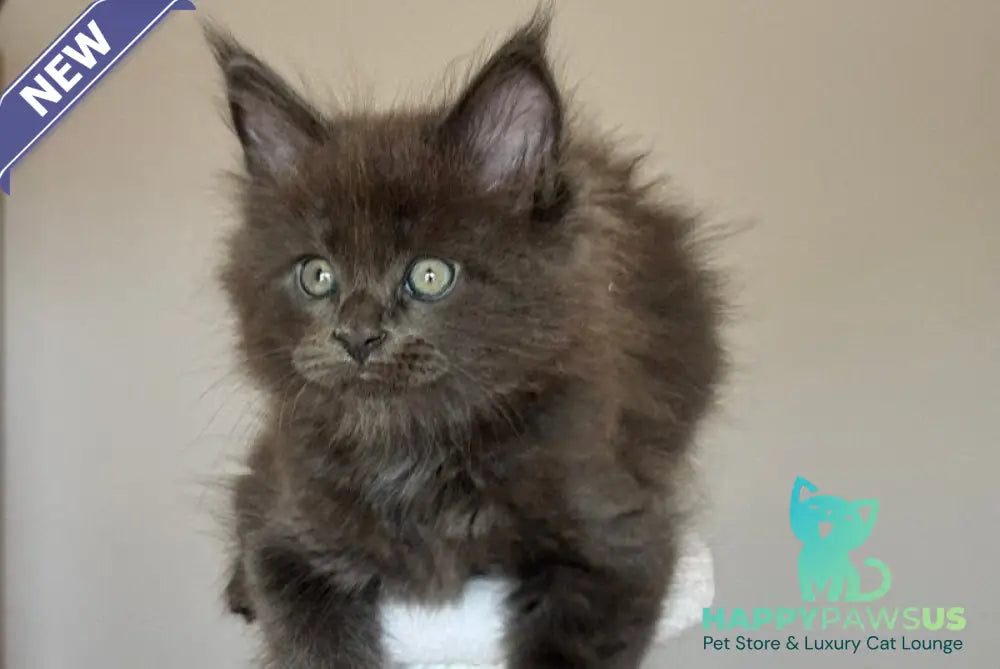 Ousei Maine Coon male blue with white - live animals