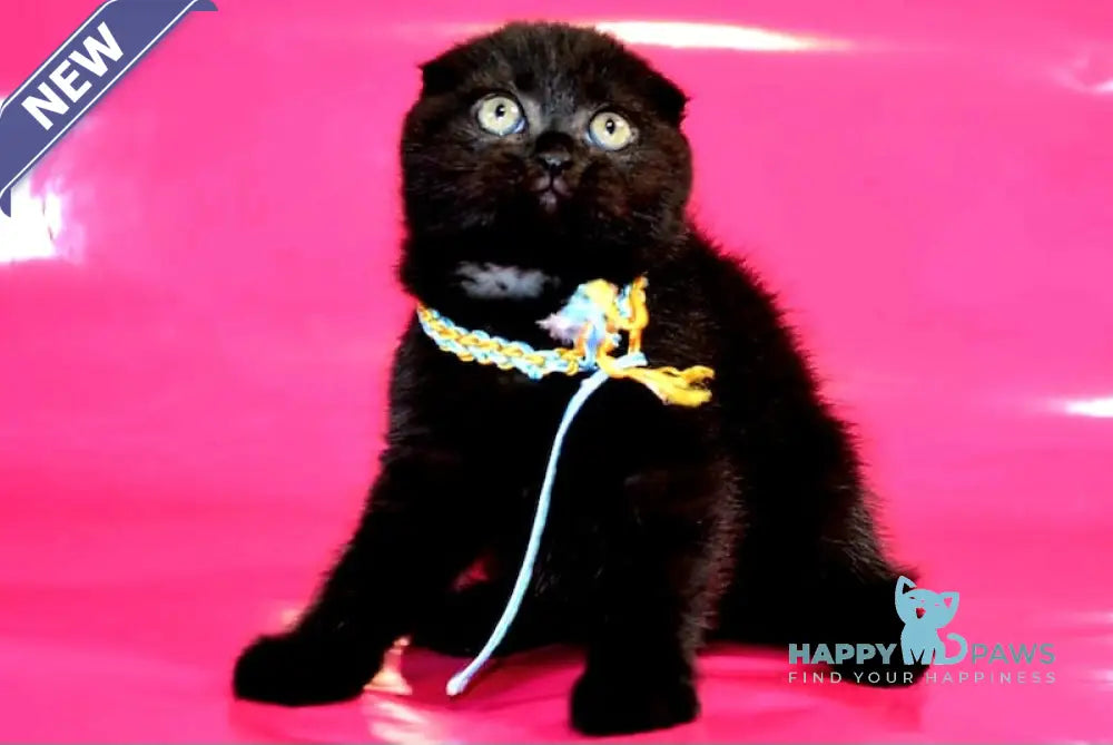 Oxana Scottish Fold female black live animals