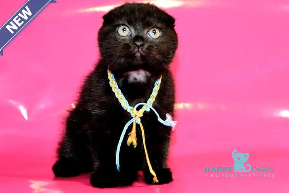 Oxana Scottish Fold female black live animals