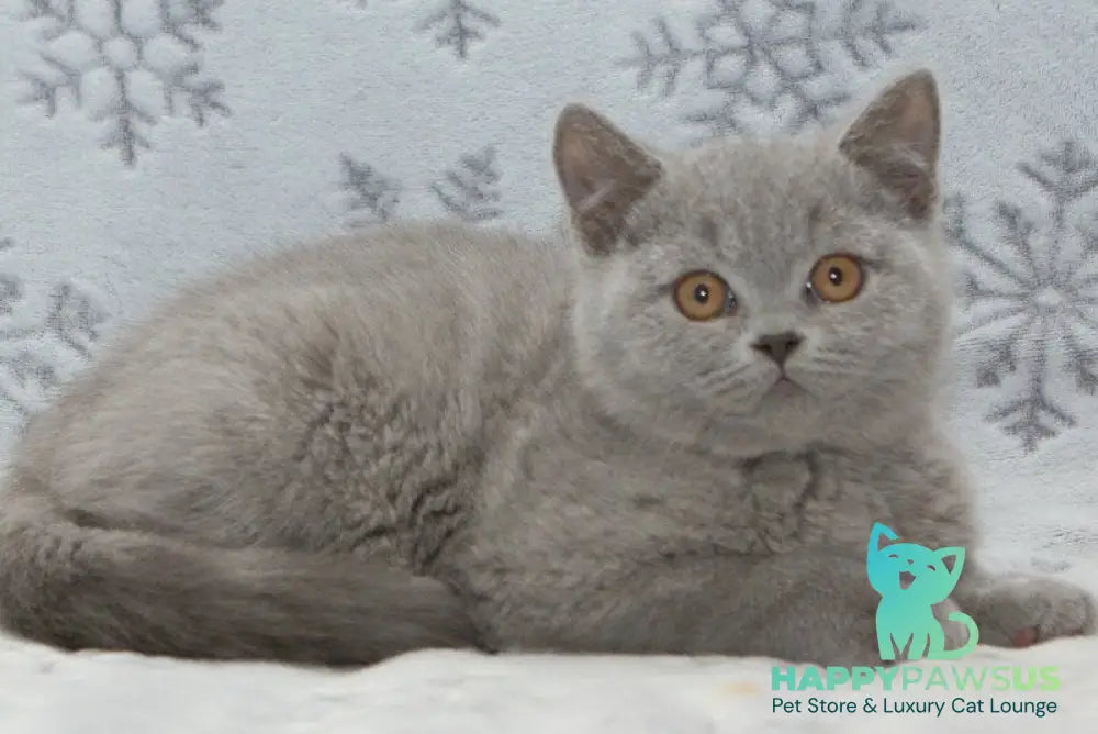 Ozzi British Shorthair male blue live animals