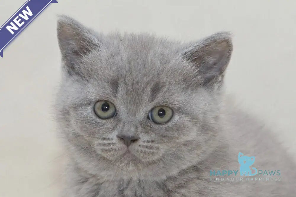 Ozzi British Shorthair male blue live animals