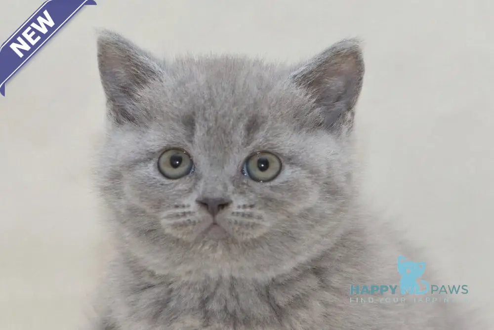 Ozzi British Shorthair male blue live animals