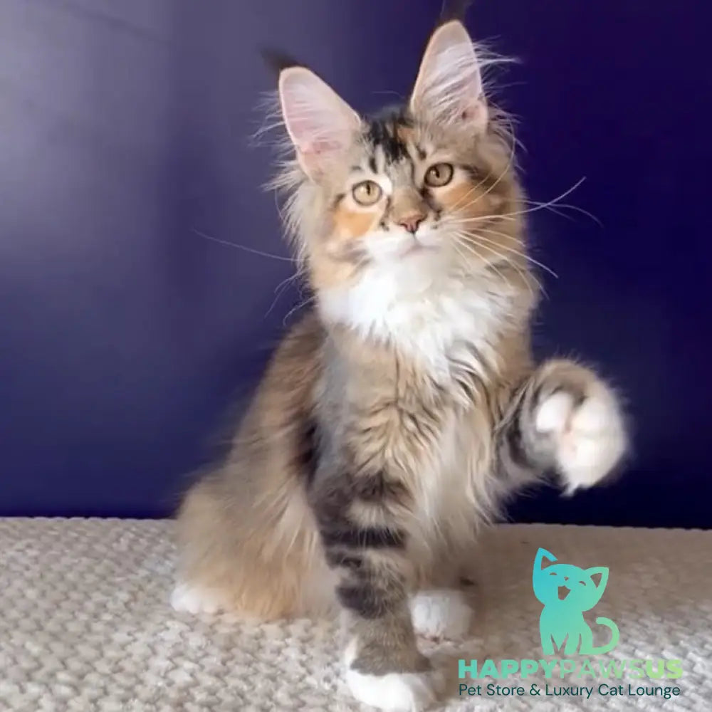 Ozzi Maine Coon polydactyl 6x6x6x6 female black tortie tabby - live animals