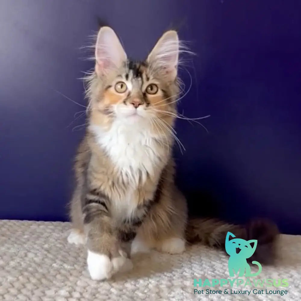 Ozzi Maine Coon polydactyl 6x6x6x6 female black tortie tabby - live animals