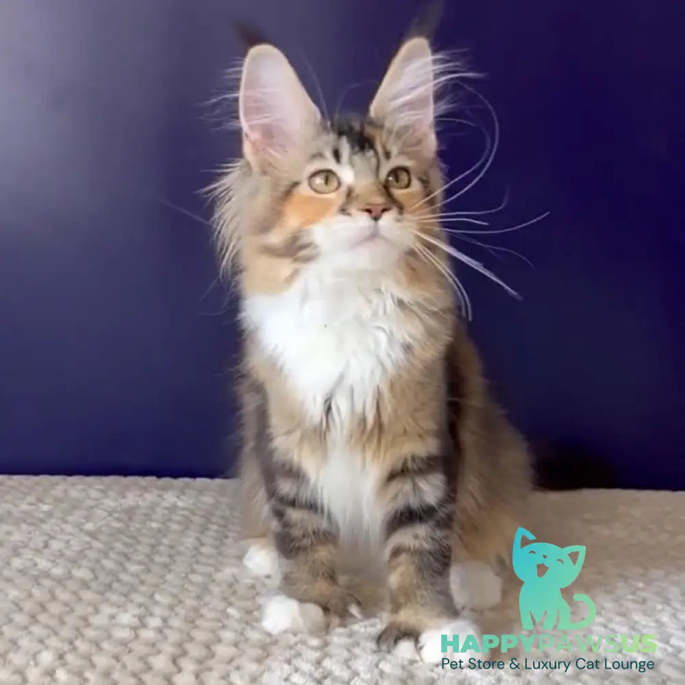 Ozzi Maine Coon polydactyl 6x6x6x6 female black tortie tabby - live animals