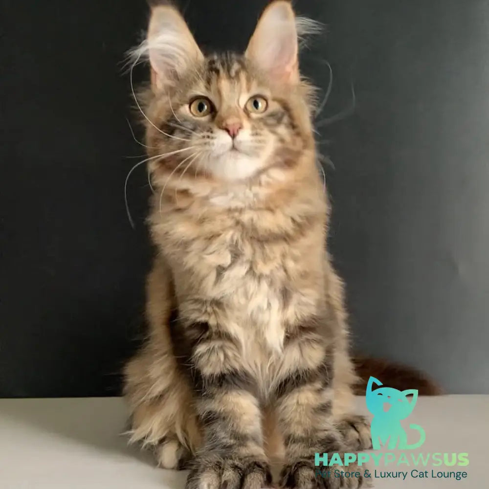 Ozzi Maine Coon polydactyl 6x6x6x6 female black tortie tabby - live animals