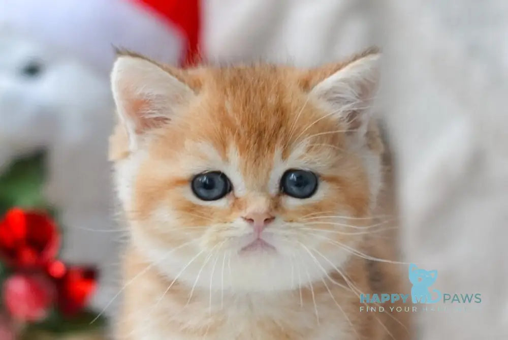 Ozzy British Shorthair male black golden shaded live animals