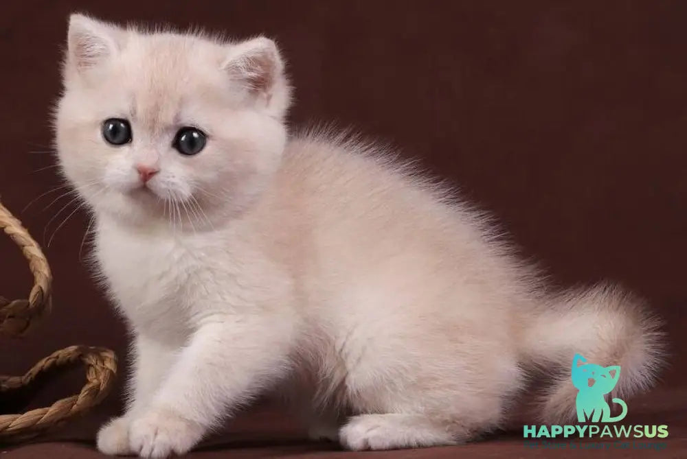 Ozzy British Shorthair male blue golden chinchilla - live animals