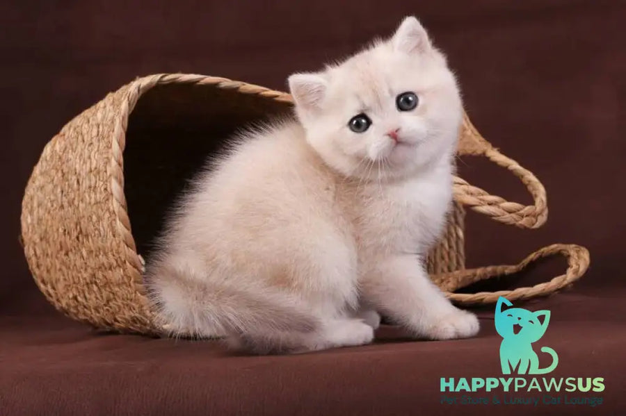 Ozzy British Shorthair male blue golden chinchilla - live animals