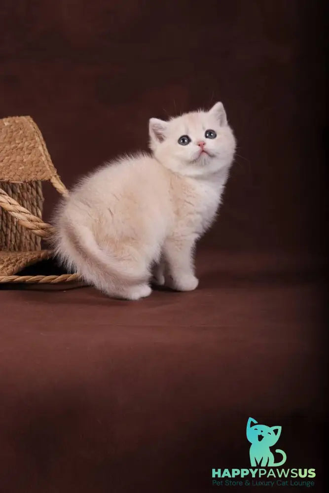 Ozzy British Shorthair male blue golden chinchilla - live animals