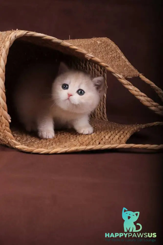 Ozzy British Shorthair male blue golden chinchilla - live animals