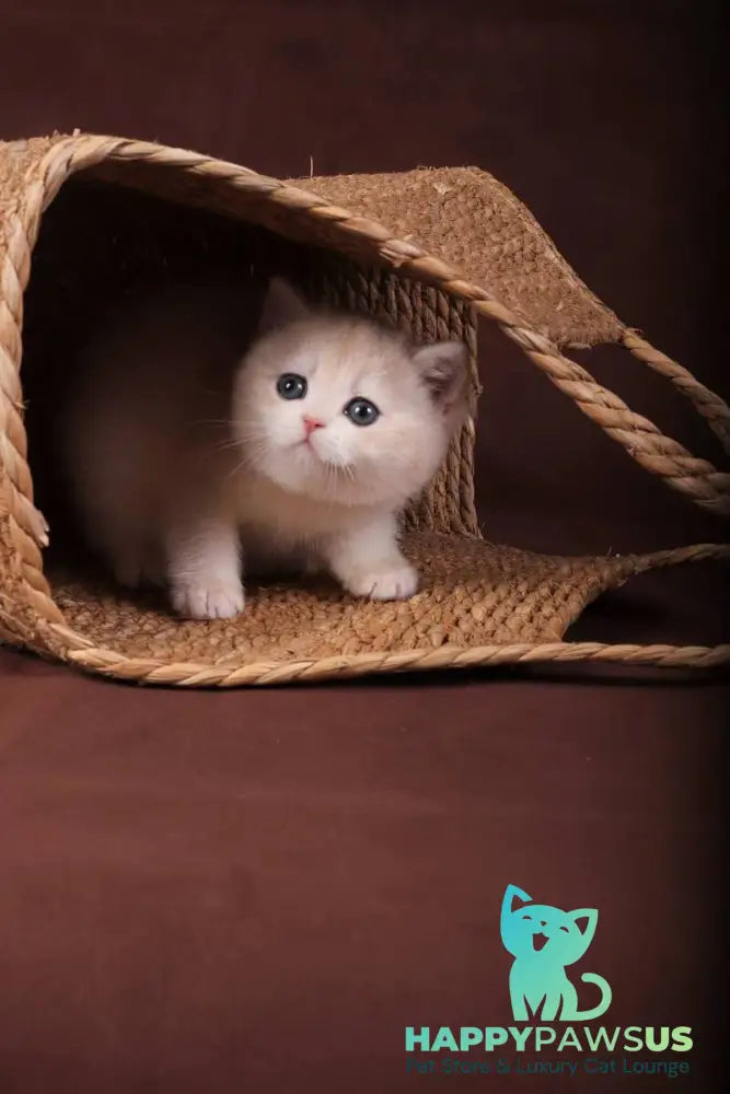 Ozzy British Shorthair male blue golden chinchilla - live animals