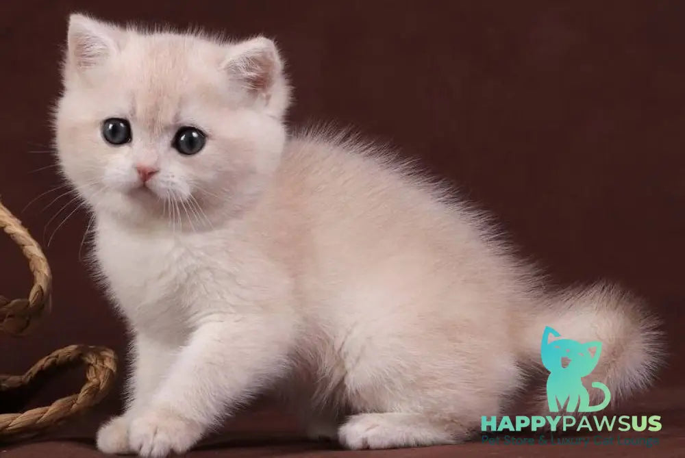 Ozzy British Shorthair male blue golden chinchilla - live animals