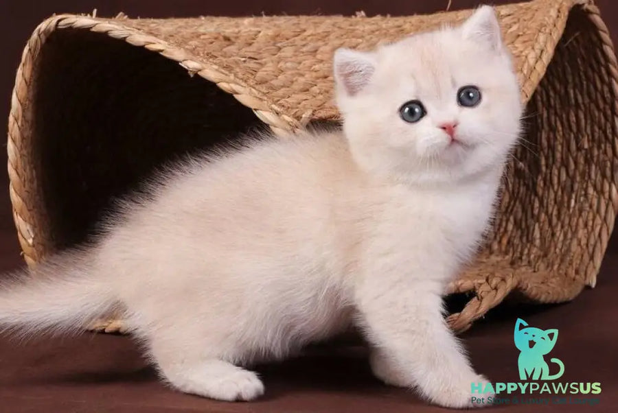 Ozzy British Shorthair male blue golden chinchilla - live animals