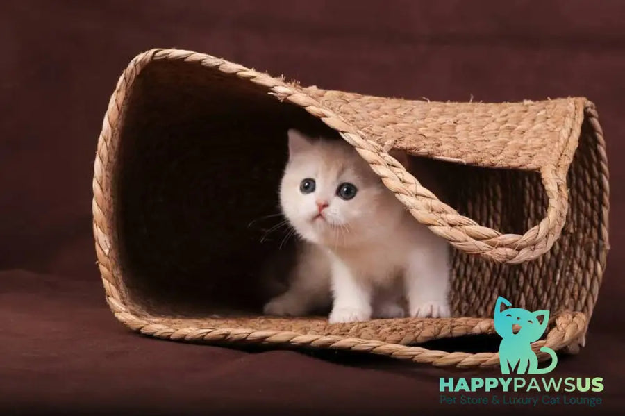 Ozzy British Shorthair male blue golden chinchilla - live animals