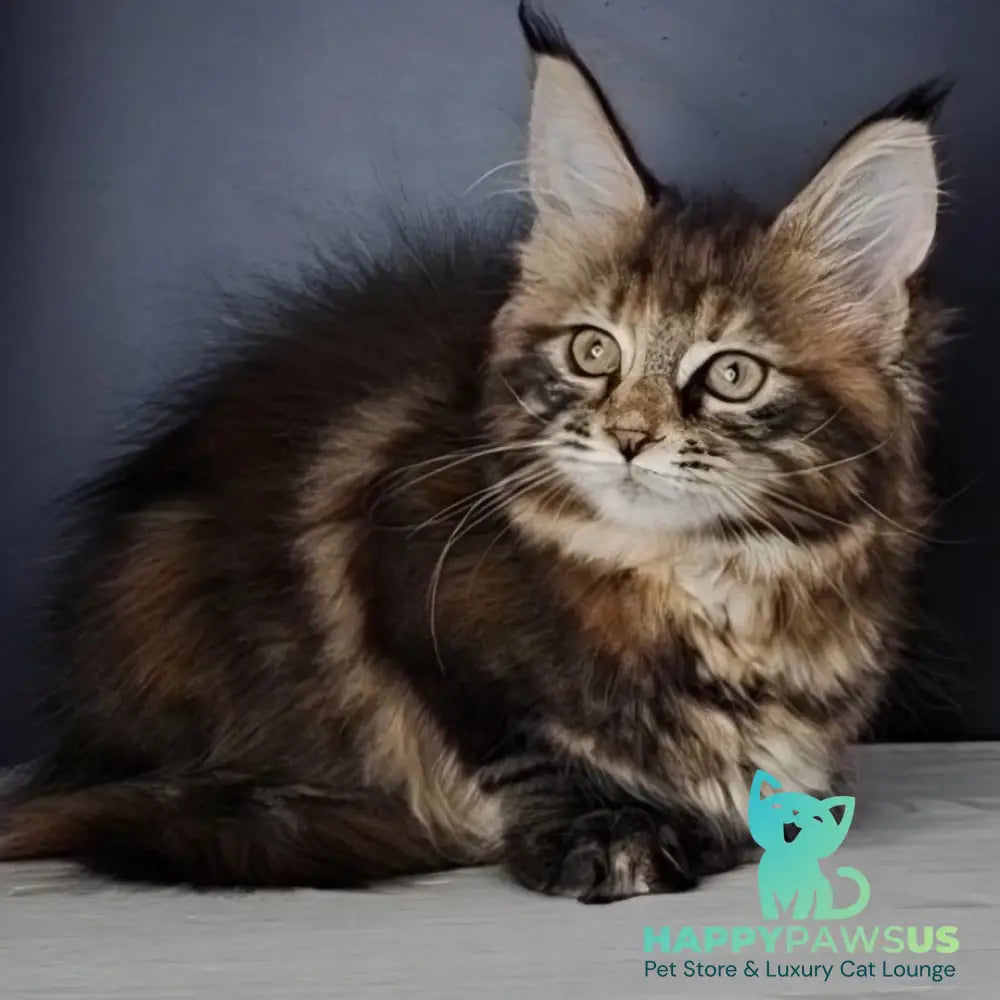 Ozzy Maine Coon polydactyl 6x6x6x6 female black tortie tabby - live animals