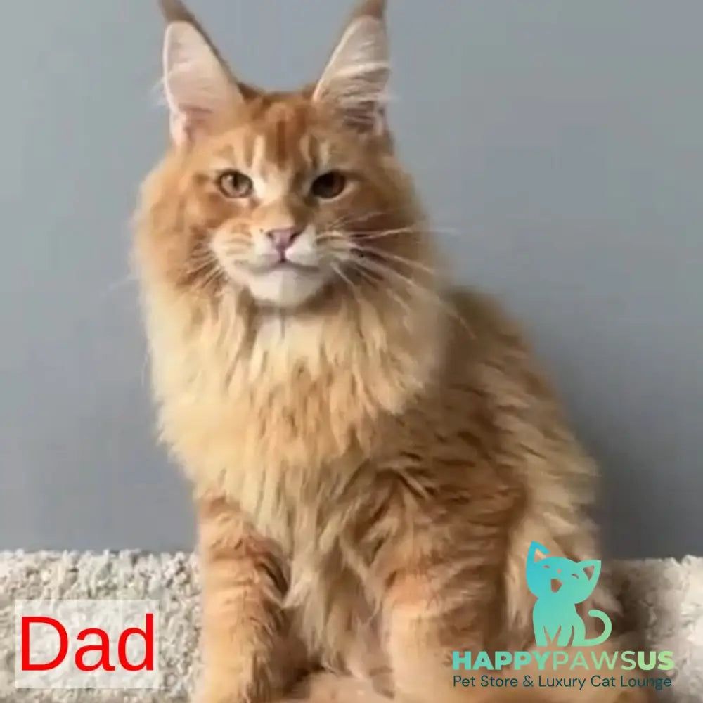 Ozzy Maine Coon polydactyl 6x6x6x6 female black tortie tabby - live animals
