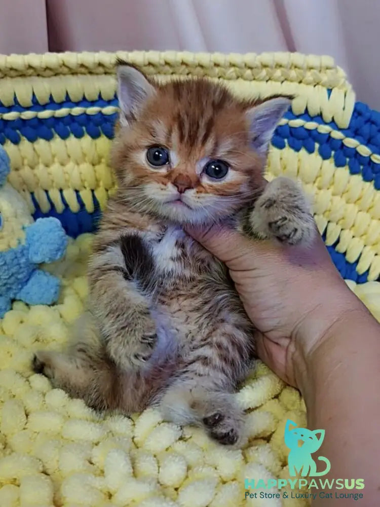 P-J Scottish Straight male chocolate golden spotted tabby - live animals