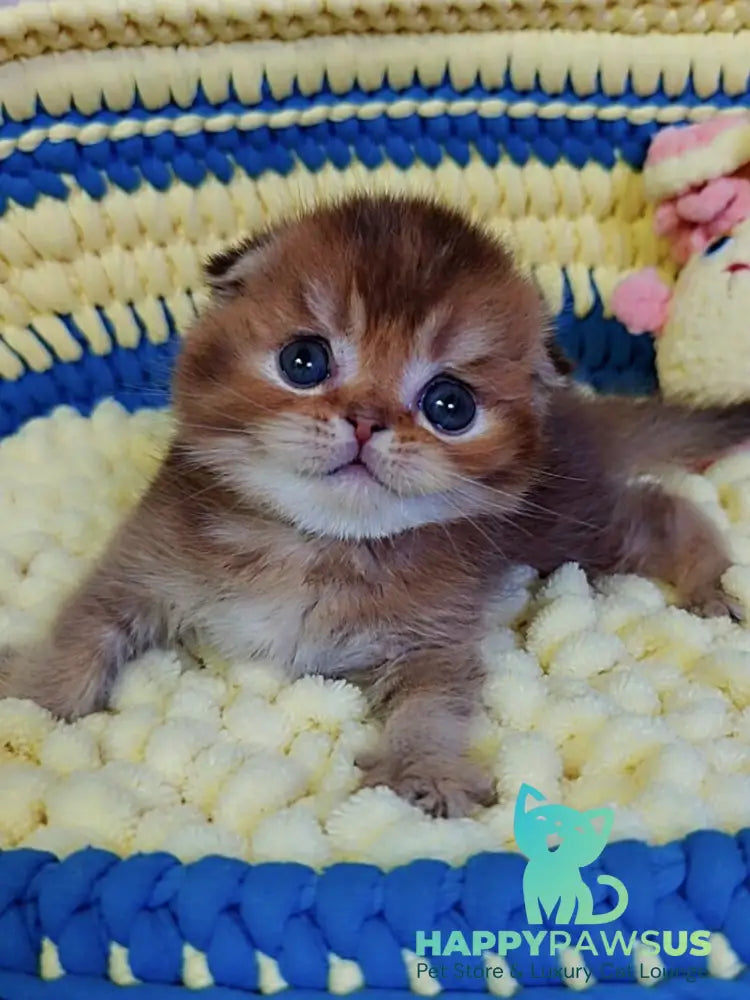 Paladin Scottish Fold male chocolate golden ticked tabby - live animals