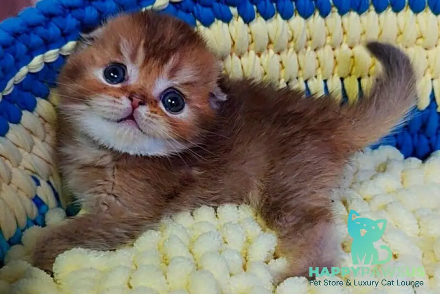 Paladin Scottish Fold male chocolate golden ticked tabby - live animals