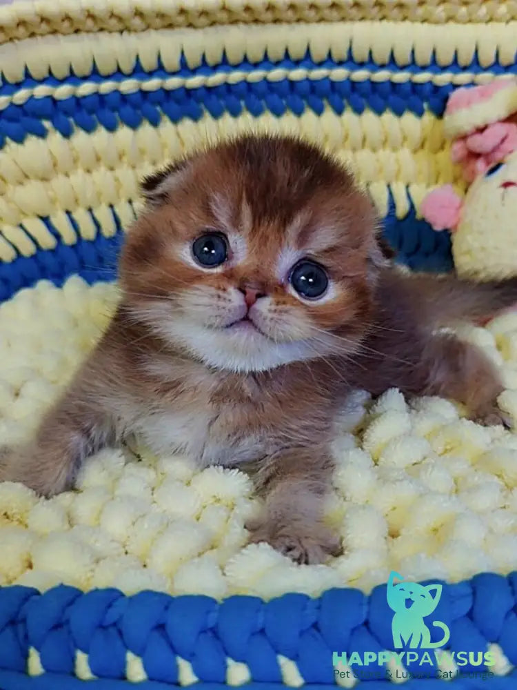 Paladin Scottish Fold male chocolate golden ticked tabby - live animals