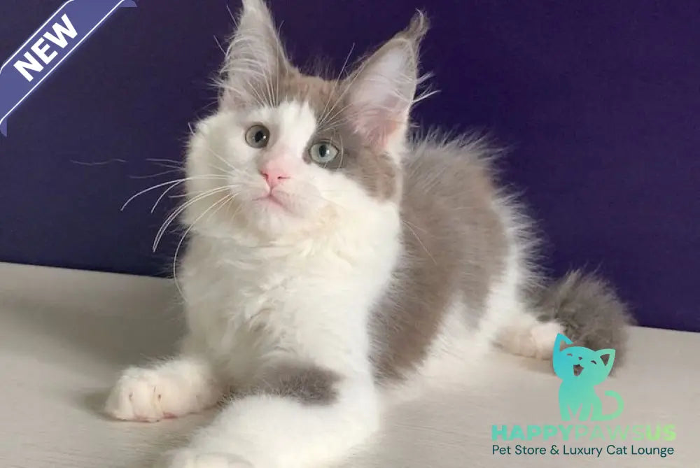 Palermo Maine Coon male blue bicolour - live animals