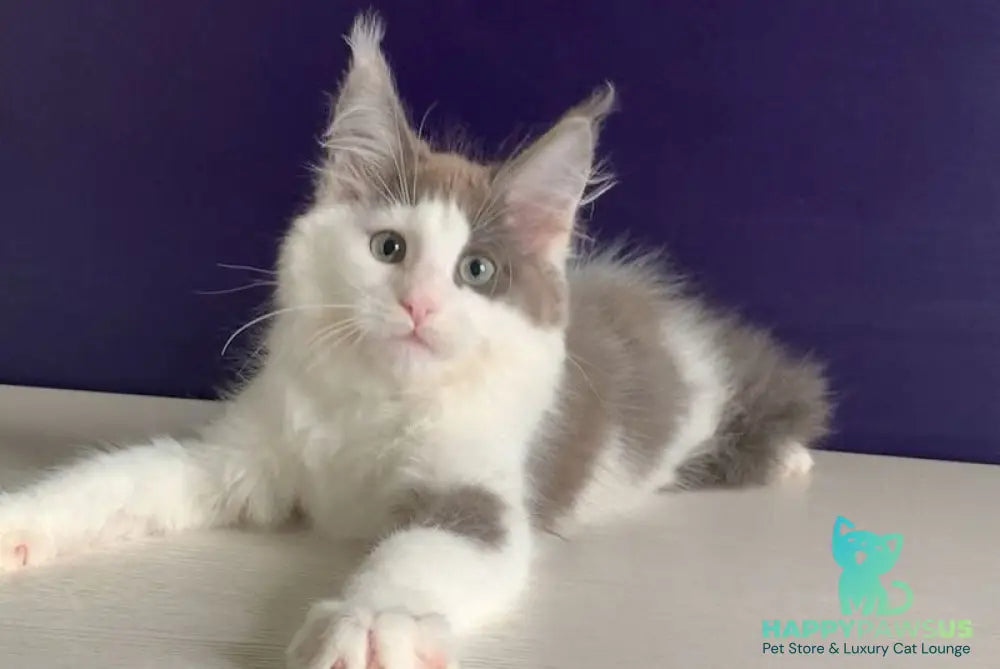 Palermo Maine Coon male blue bicolour - live animals