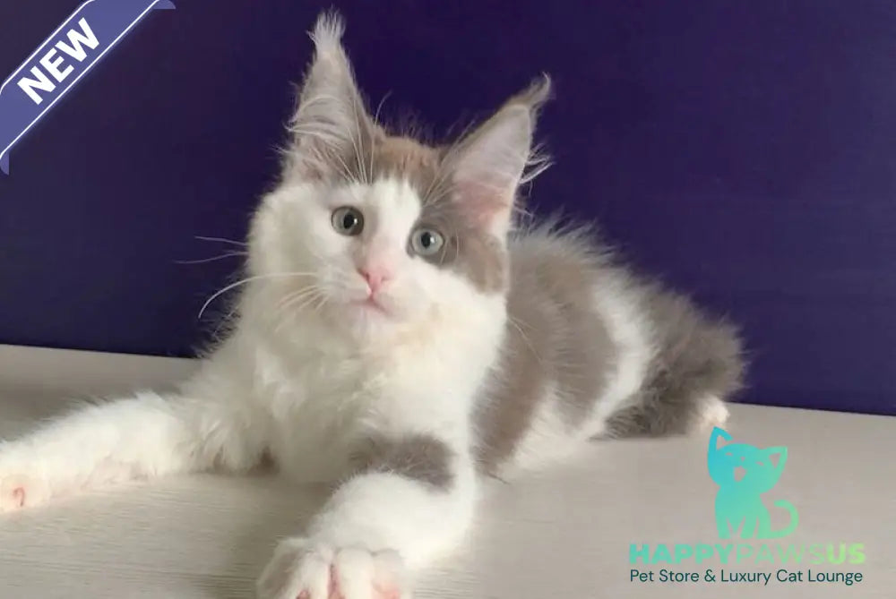 Palermo Maine Coon male blue bicolour - live animals