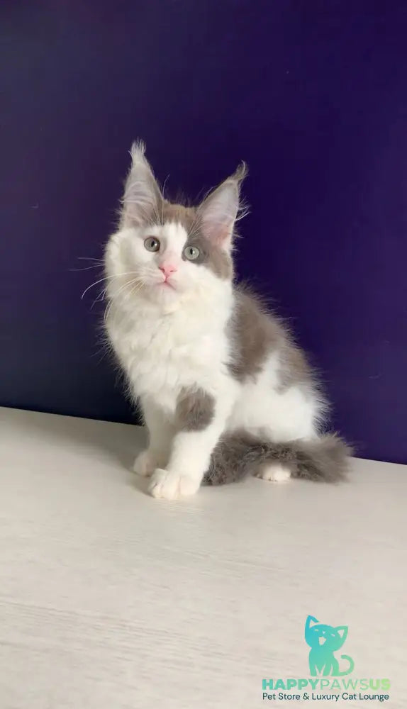 Palermo Maine Coon male blue bicolour - live animals
