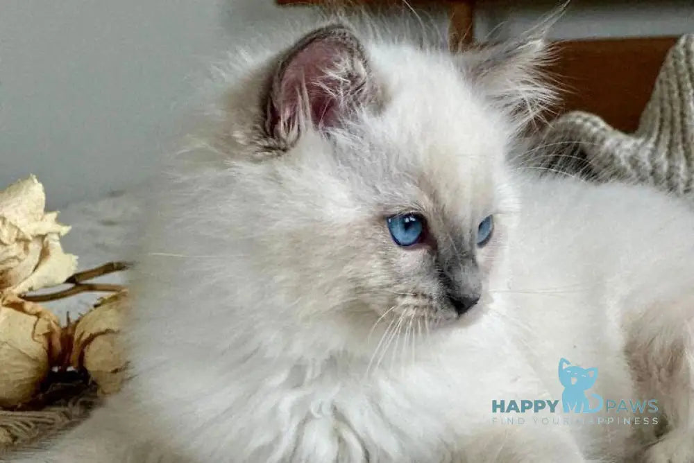 Palermo Ragdoll male blue mitted live animals