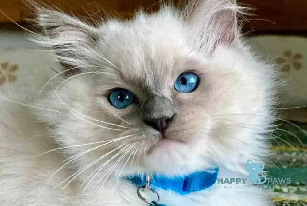 Palermo Ragdoll male blue mitted live animals