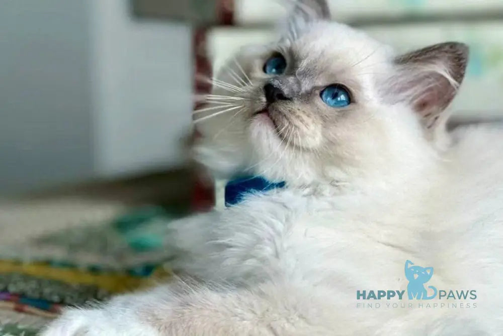 Palermo Ragdoll male blue mitted live animals