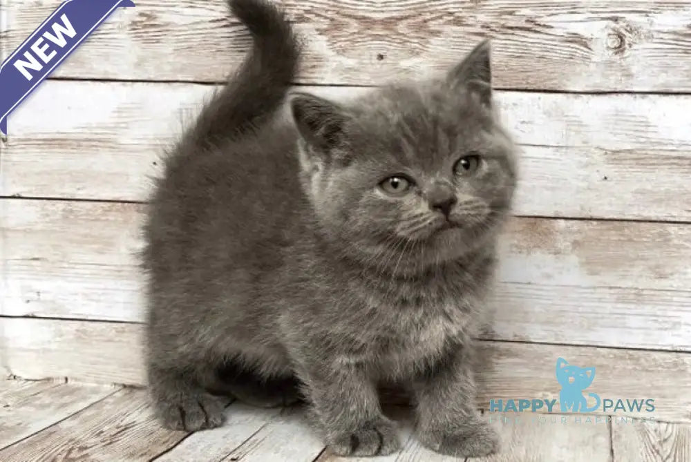 Paloma British Shorthair female blue live animals