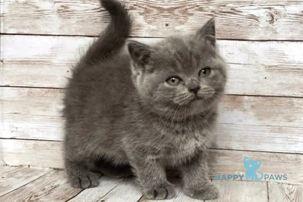 Paloma British Shorthair female blue live animals