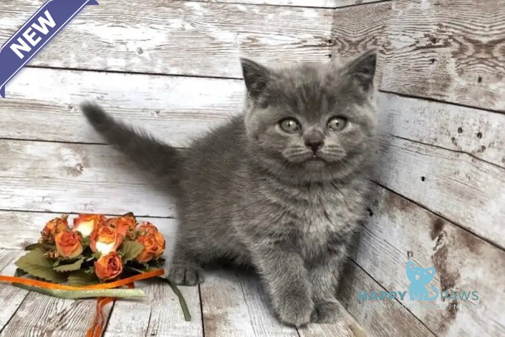 Paloma British Shorthair female blue live animals