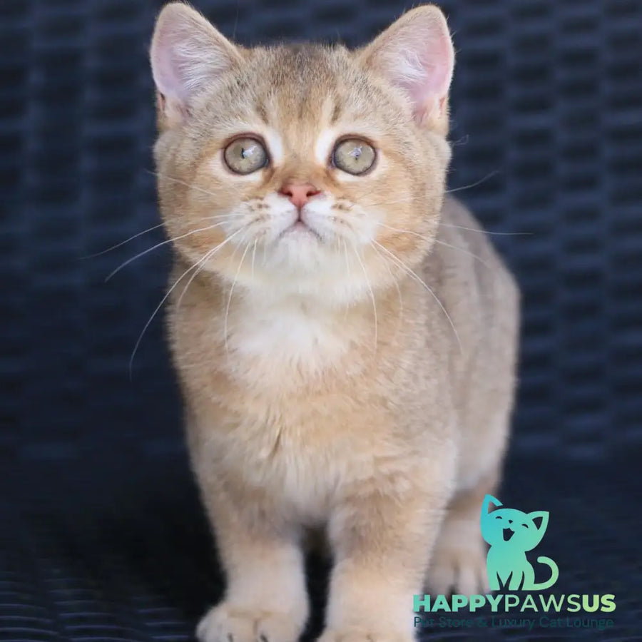 Paloma British Shorthair female chocolate golden ticked tabby - live animals