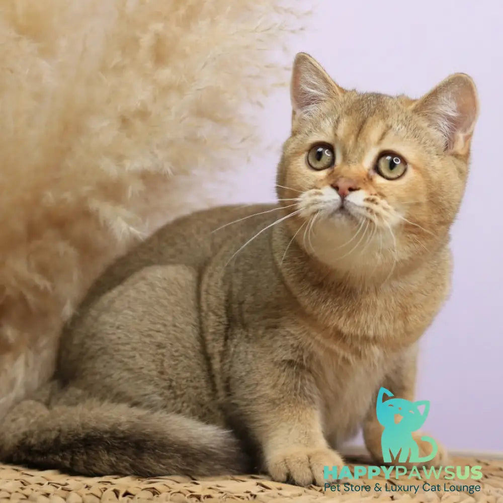 Paloma British Shorthair female chocolate golden ticked tabby - live animals