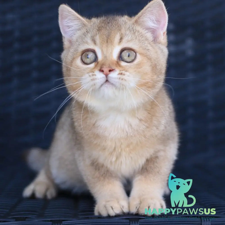 Paloma British Shorthair female chocolate golden ticked tabby - live animals