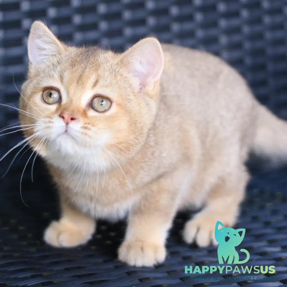 Paloma British Shorthair female chocolate golden ticked tabby - live animals