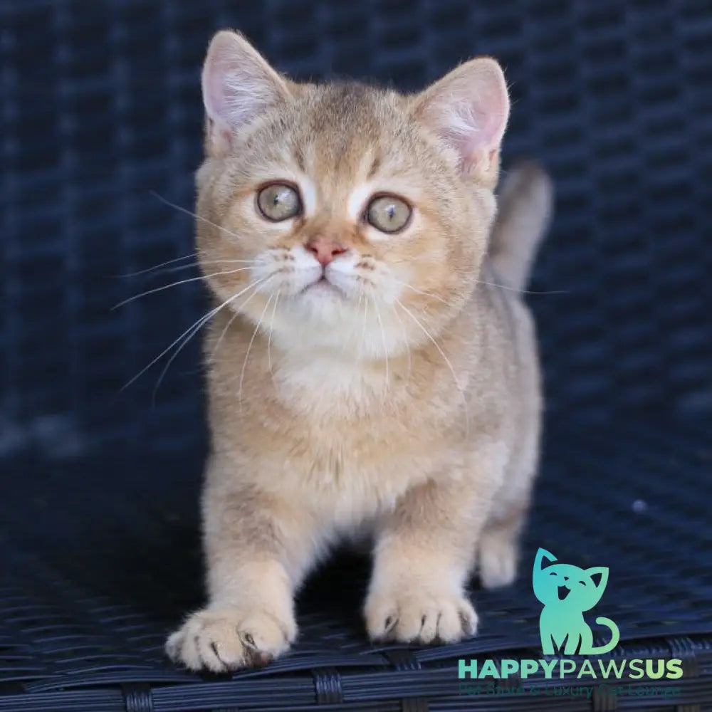 Paloma British Shorthair female chocolate golden ticked tabby - live animals