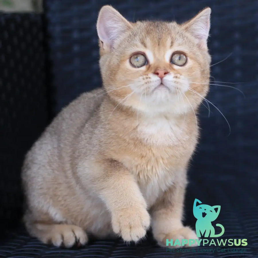 Paloma British Shorthair female chocolate golden ticked tabby - live animals
