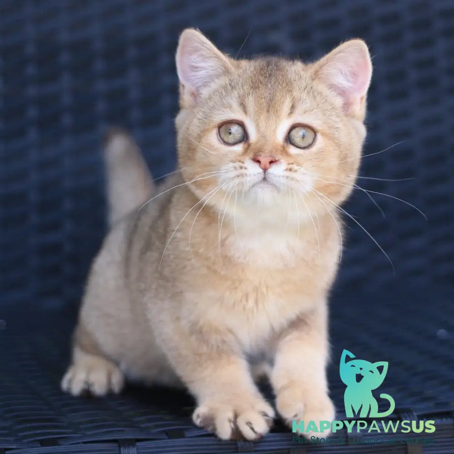 Paloma British Shorthair female chocolate golden ticked tabby - live animals