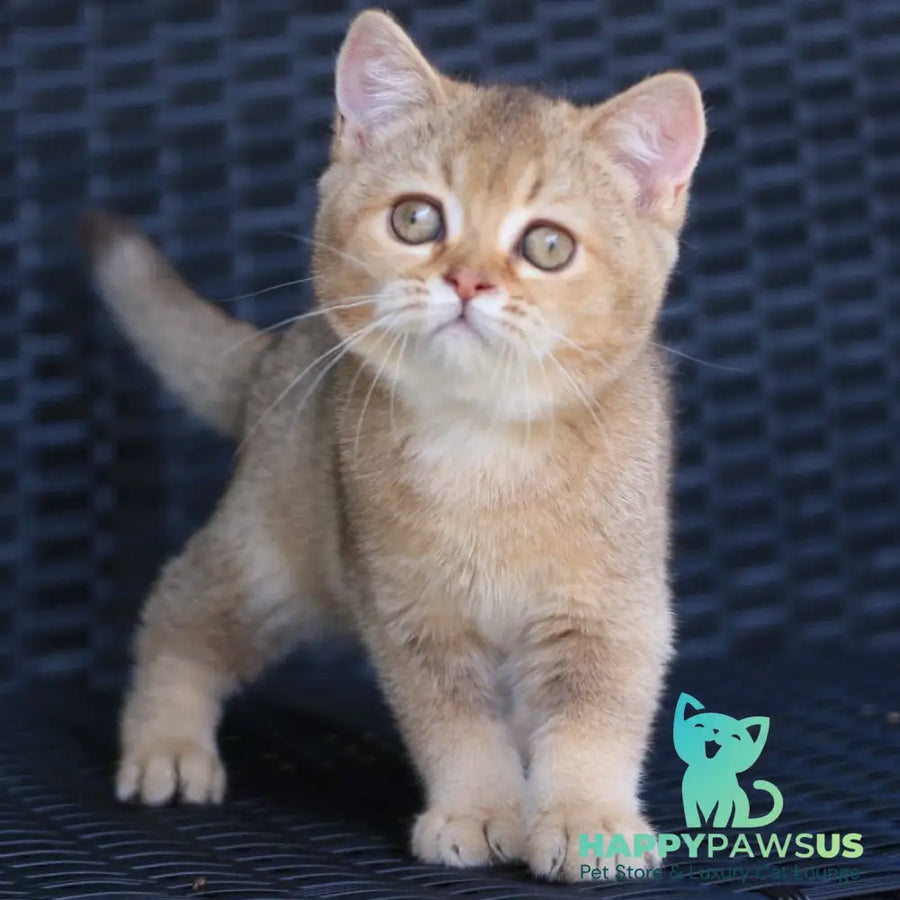 Paloma British Shorthair female chocolate golden ticked tabby - live animals