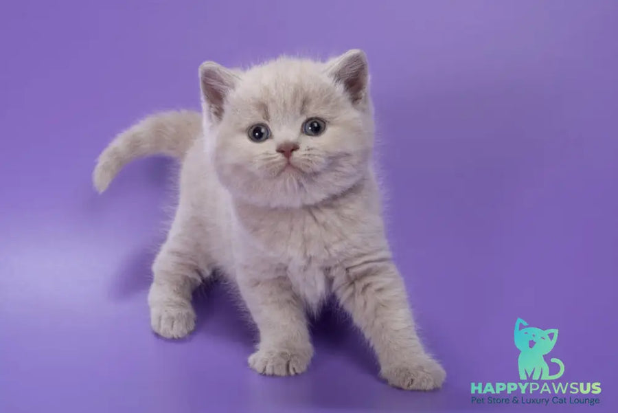 Paloma British Shorthair female lilac - live animals
