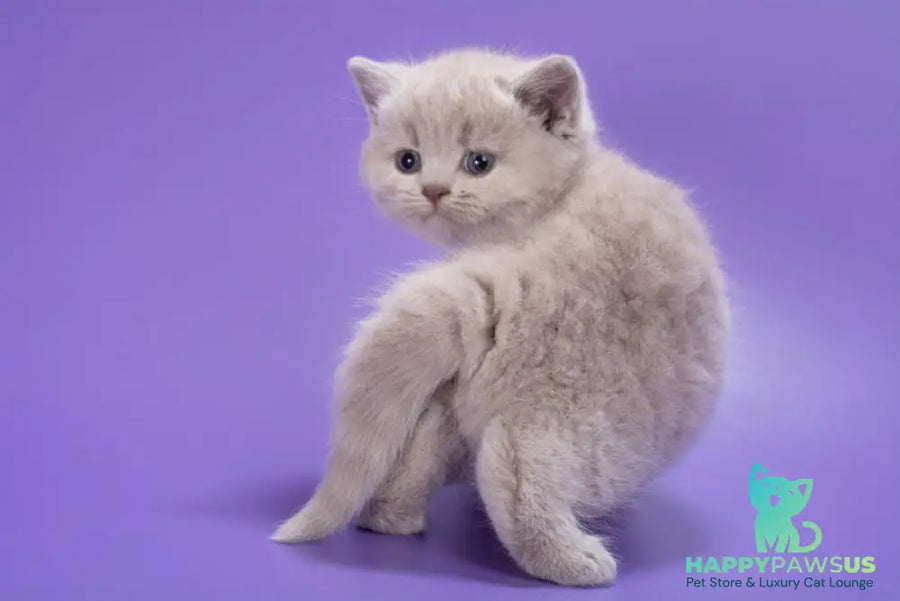 Paloma British Shorthair female lilac - live animals