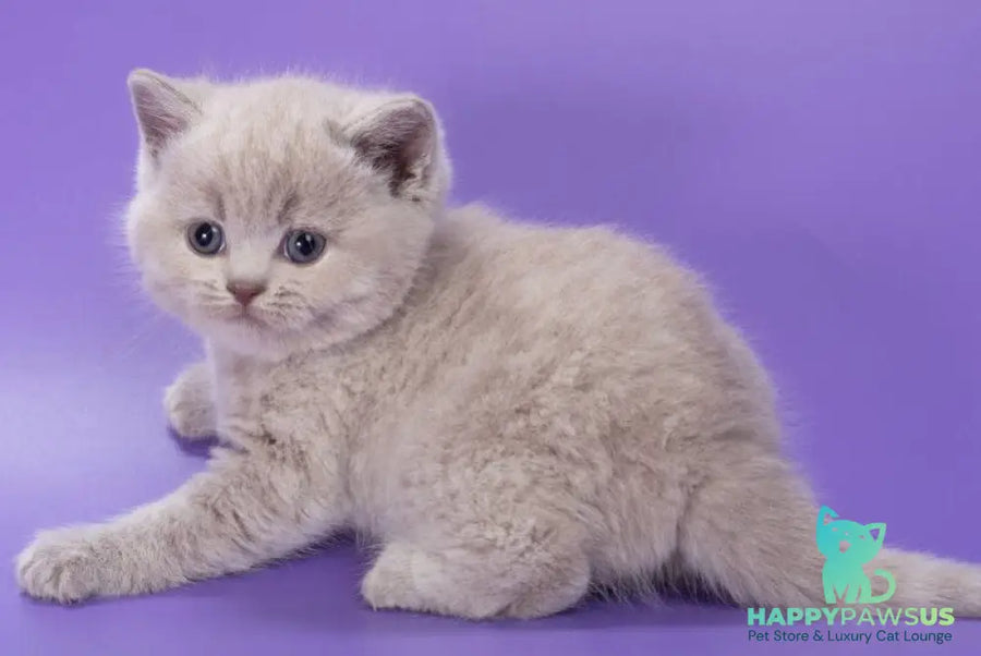 Paloma British Shorthair female lilac - live animals