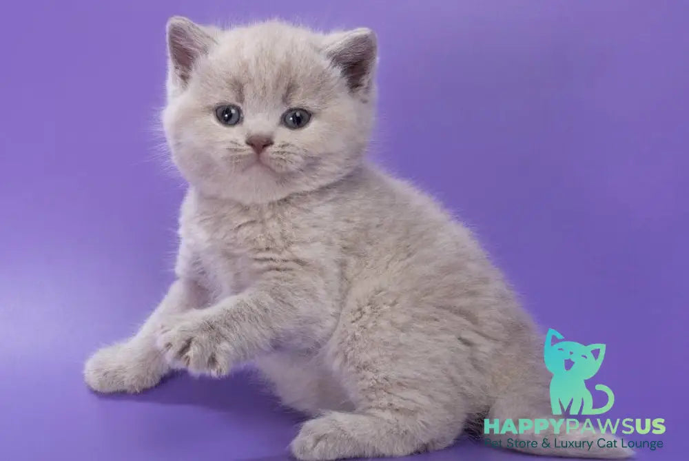 Paloma British Shorthair female lilac - live animals