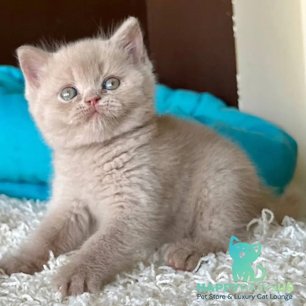 Pamela British Shorthair female fawn - live animals