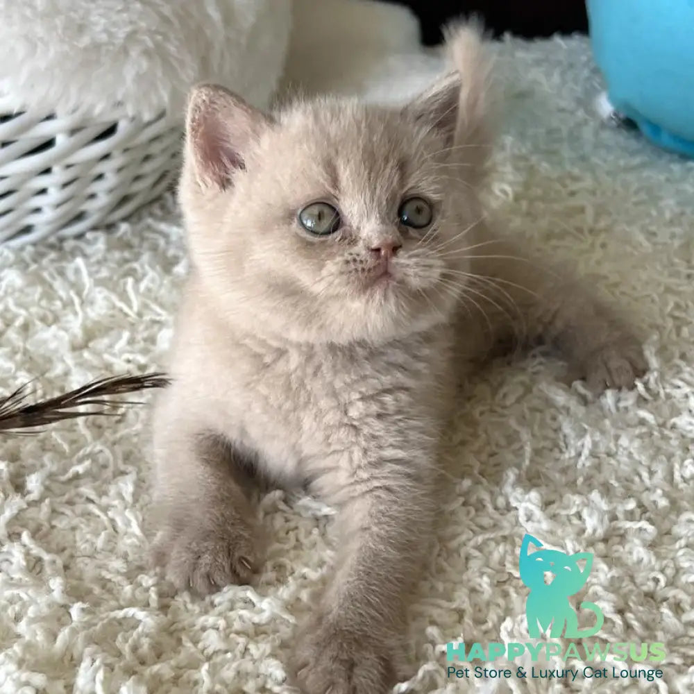 Pamela British Shorthair female fawn - live animals