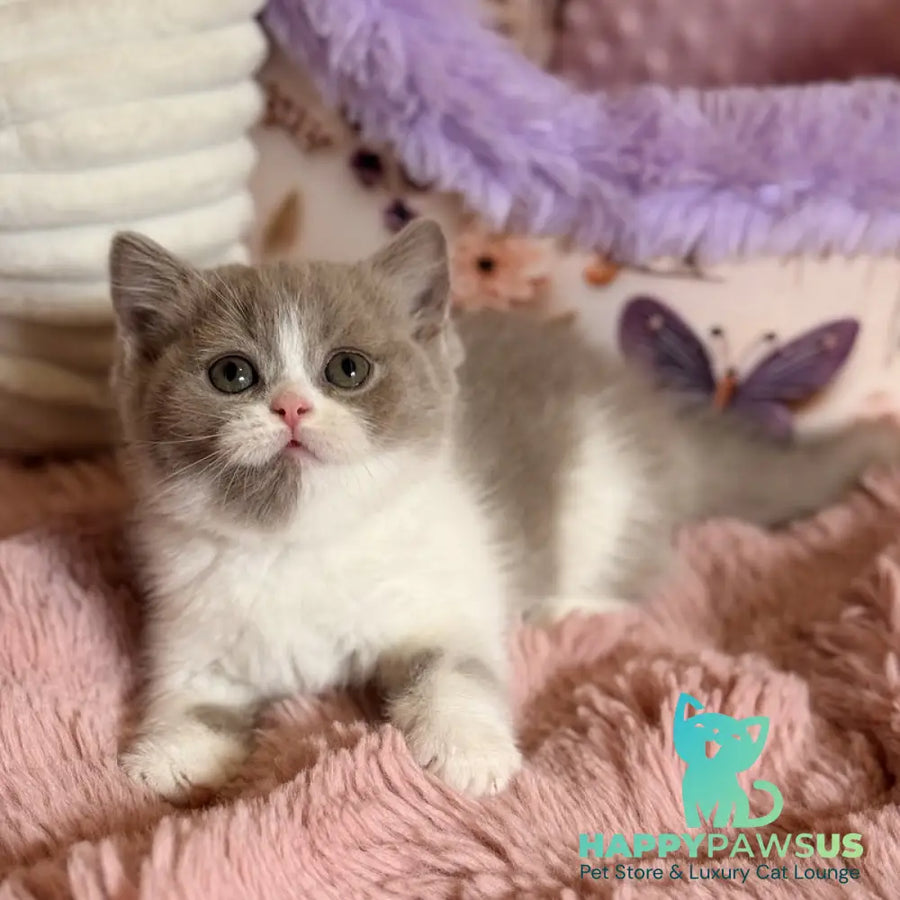 Pamela Scottish Straight female lilac bicolour - live animals
